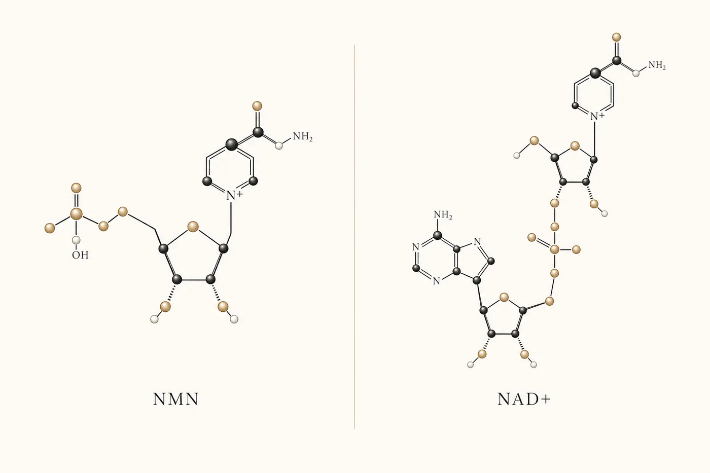 NMN and NAD+ molecule comparison