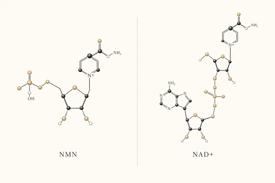 NMN and NAD+ molecule comparison