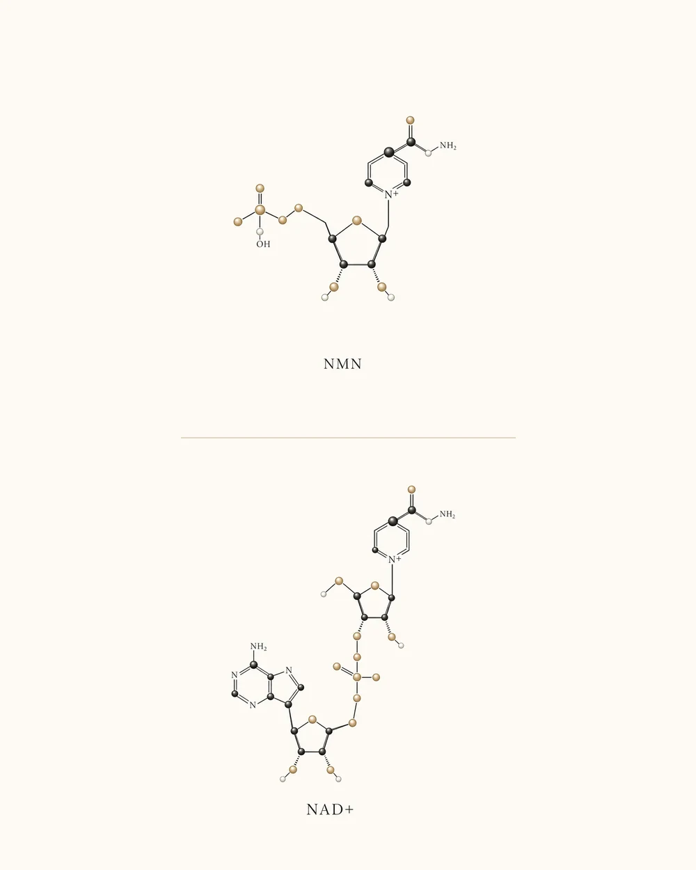NMN and NAD+ molecule comparison