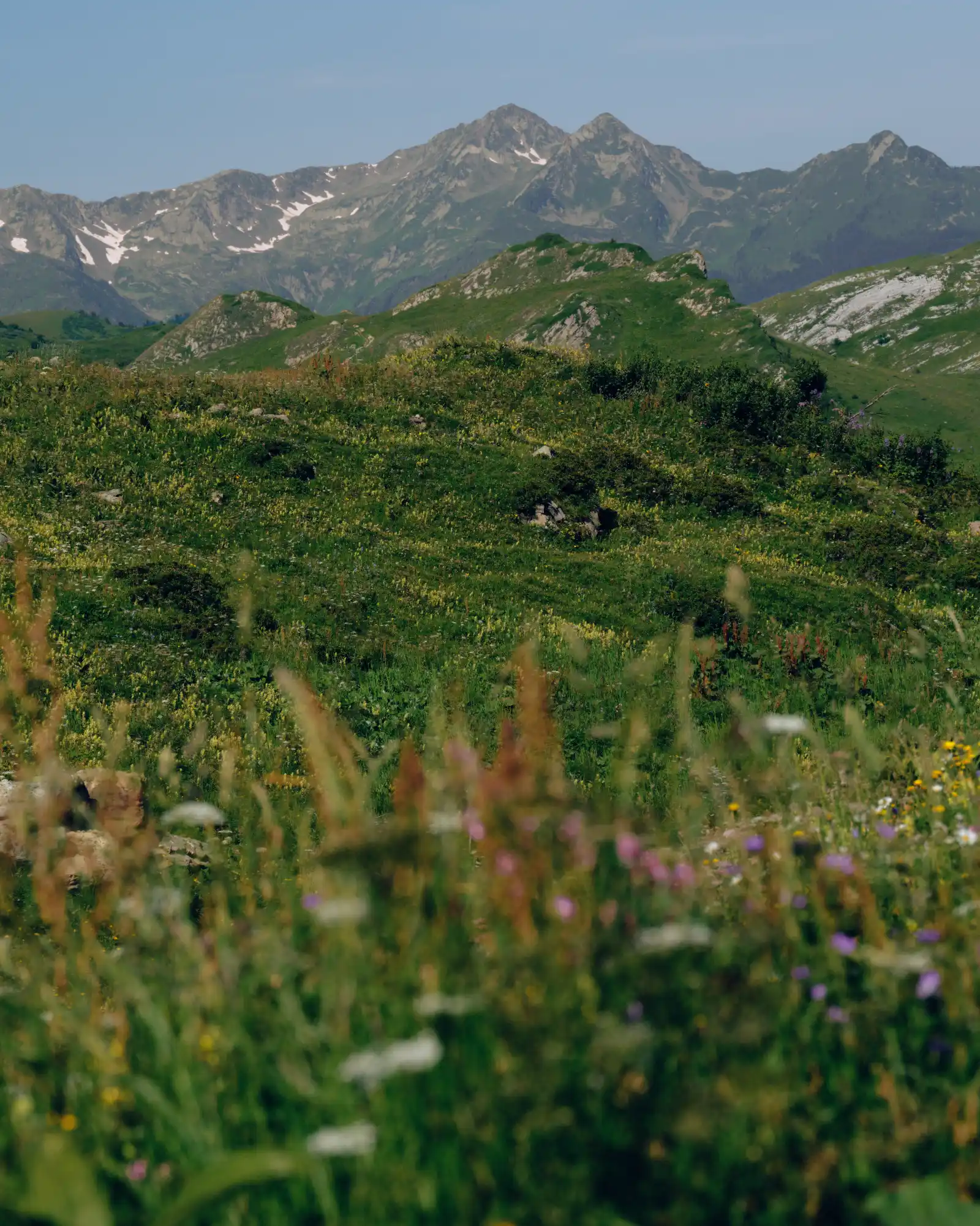 Hiker walking through an alpine meadow at sunrise