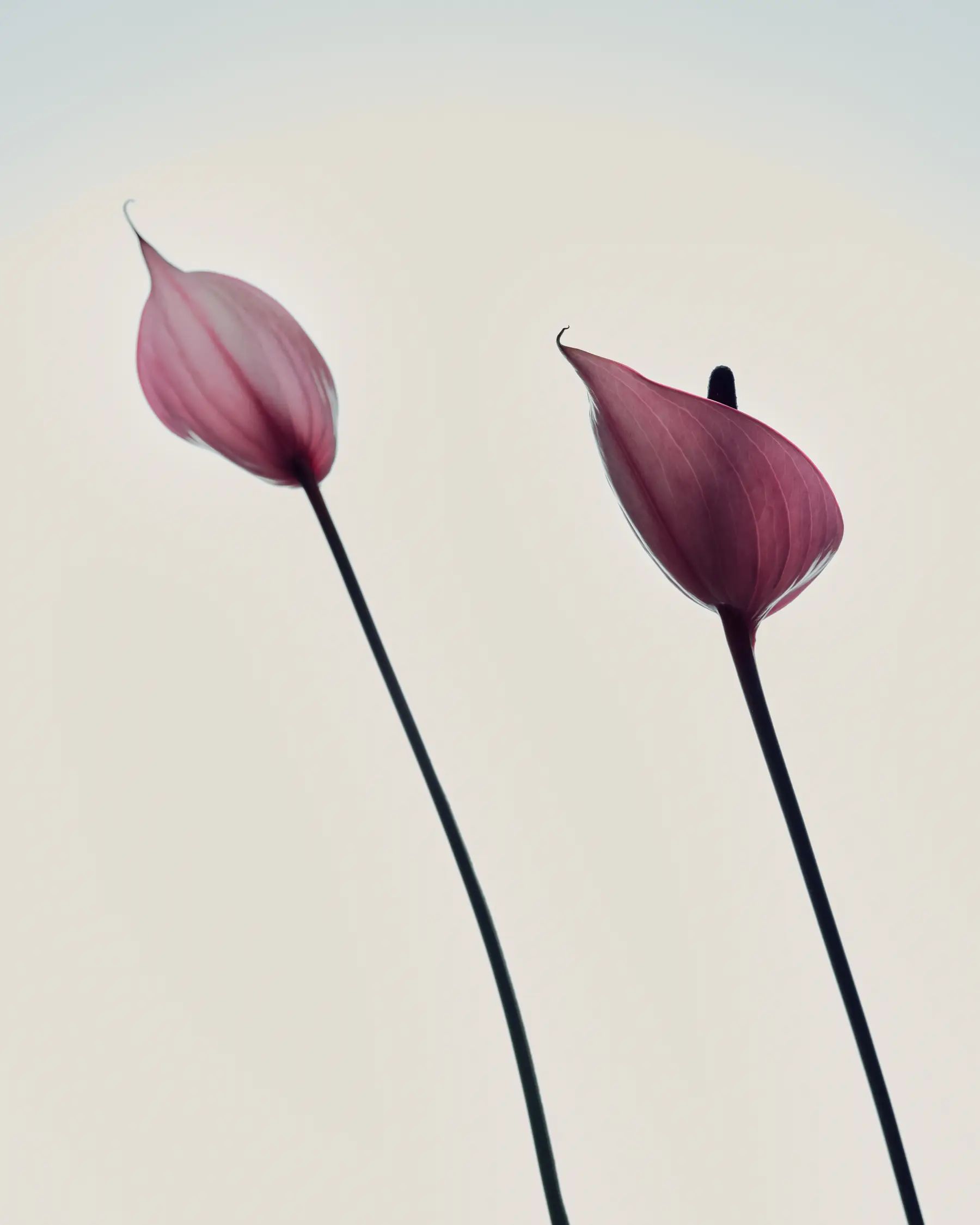 Minimalist pink flowers against a soft sky